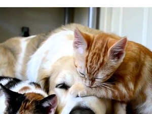 Ilyen lenne, ha egy emberré vált kutyával és macskával élnél együtt