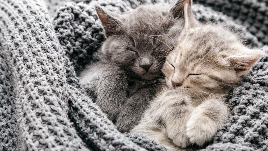 Dönts az örökbefogadás mellett, és adj esélyt egy cicának az új életre