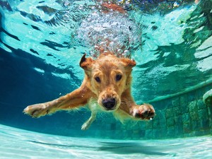 Heti cuki: ez a kutyus kiszedi az óceánból a szemetet