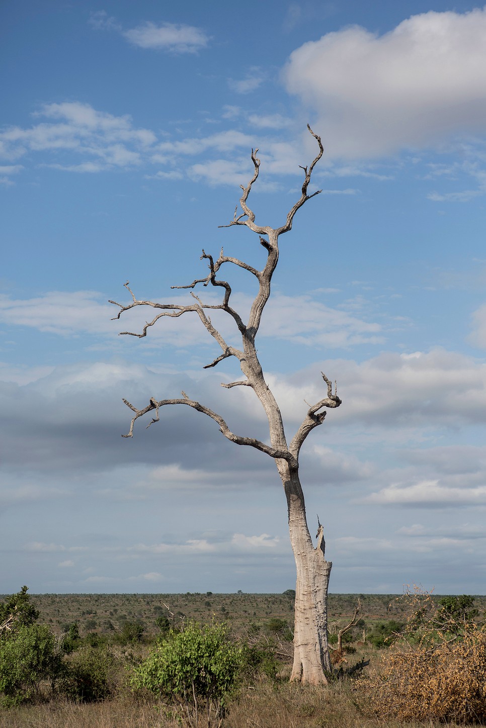 A Fekete Mambák a dél-afrikai természetvédelem hősnői