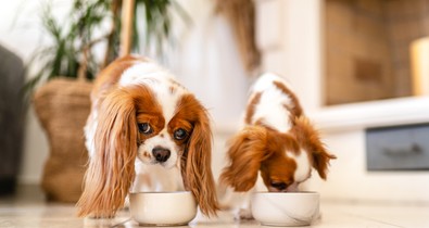 Teszt: te tudod, melyik étel mérgező egy kutya számára, és melyik egészséges?