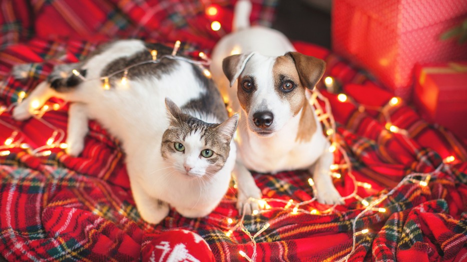 Házi kedvenceink számára is szuper ajándékokat választhatunk a GLAMOUR-napok X-MAS WEEK idején