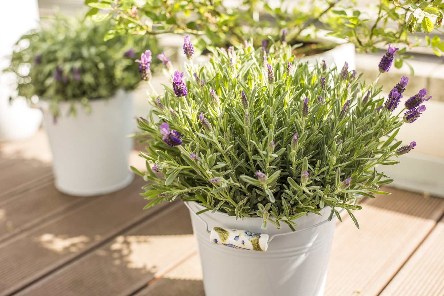 1. Levendula: A levendula a tökéletes választás akkor, hogyha az erkélyed folyton napfényben úszik. Ezek az évelő növények sokáig virágzanak és nagyon kellemes illatot árasztanak magukból. Olyan érzésed lesz, mintha valamelyik mediterrán országban lennél! 