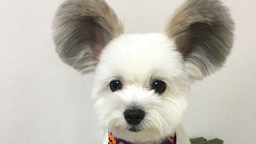 Ez a kutyus olyan, mint Mickey egér! Megőrülnek érte az emberek!