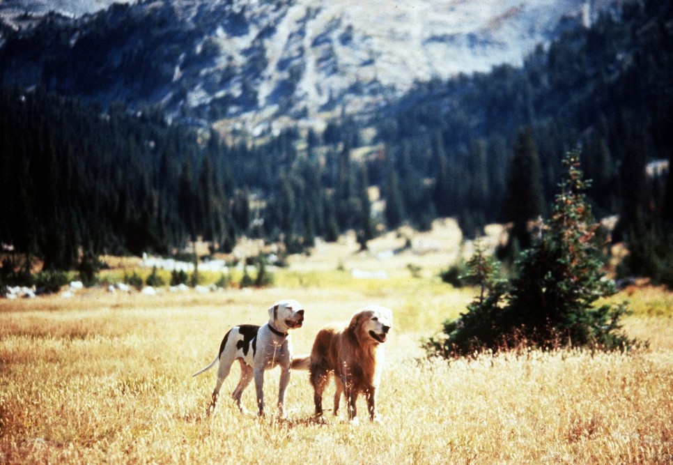 Az Úton hazafelé hűségre tanított
