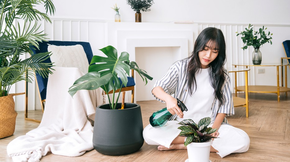 Tudtad, hogy van néhány szobanövény, ami kifejezetten jót tesz az egészségednek?