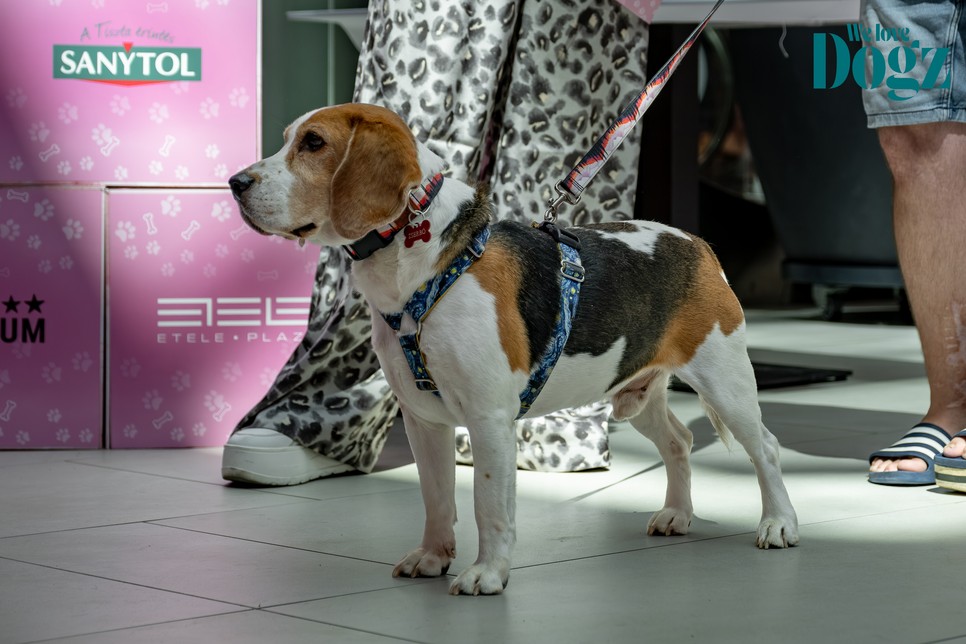 GLAMOUR & WE LOVE DOGZ Mancsparty