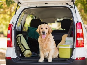 Hova utazz kutyusoddal? Íme a legszuperebb kutyabarát szállások Olaszországban