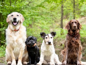 Toronymagasan ez a nyolc legbarátságosabb kutyafajta a szakértő szerint
