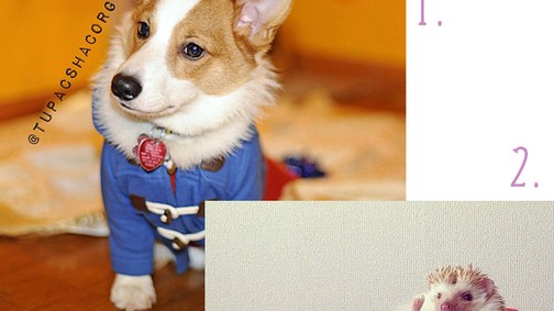 A legnépszerűbb állatok az Instagramon