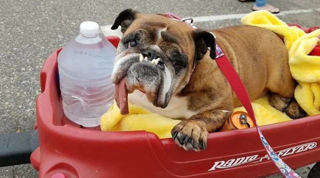 Őt választották a világ legcsúnyább kutyusának, mégis aranyos!