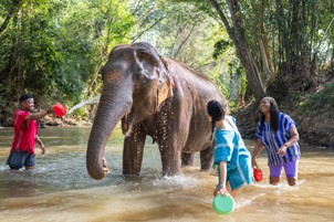Erre az egy dologra nagyon figyelj oda, ha elefántot szeretnél simogatni Thaiföldön
