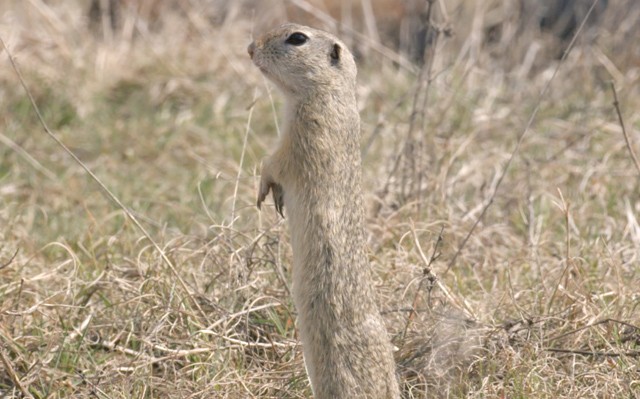 Be vagy zárva? Bámulatos magyar természetfilmekkel juthatsz most ingyen közel a természethez