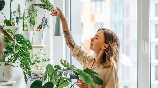 6 szobanövény, ami nagyobb kincs, mint hinnéd: még a fekete penész ellen is bevetheted őket