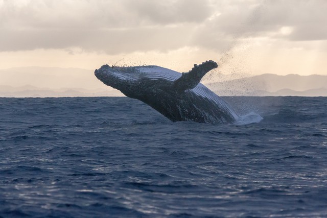 Sürgősen meg kell állítanunk az óceánok szennyezését és felmelegedését - A híres oceonográfus, Jacques Cousteau fia óvva int