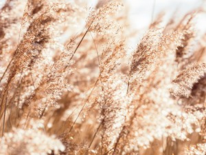 Ha a klímaváltozás így halad tovább, erdős sztyeppévé válhat Magyarország