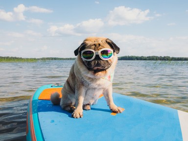 7 csodás hely a Balaton környékén, ahol a kutyádnak is örülnek