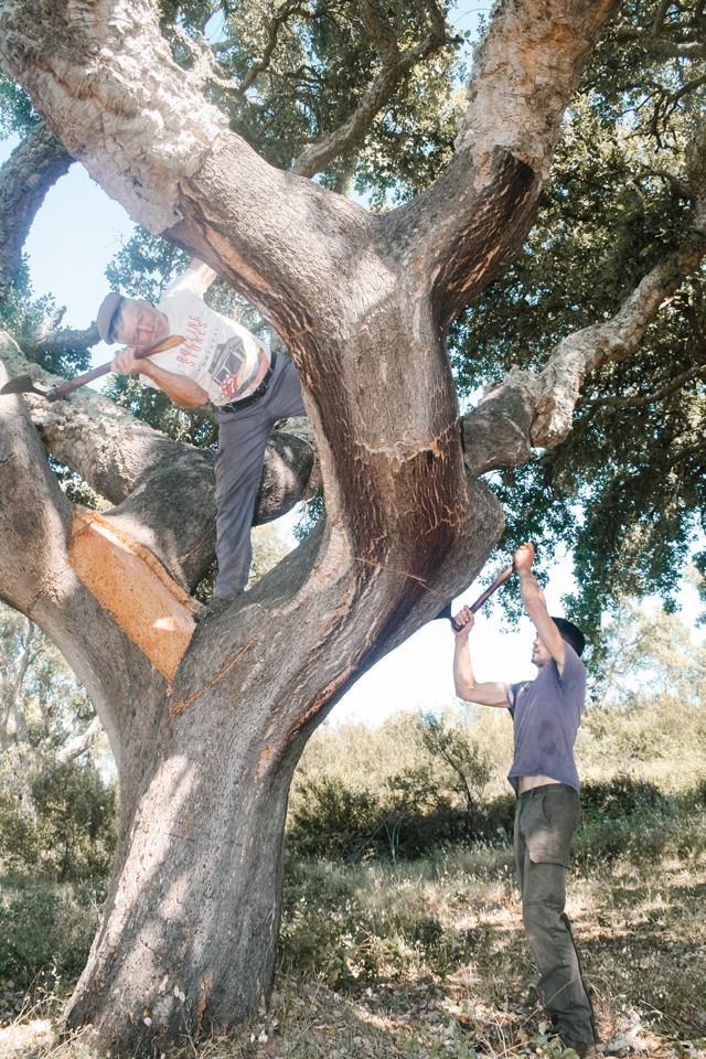 A Lush vitorlás hajóval csökkenti szén-dioxid-kibocsátását
