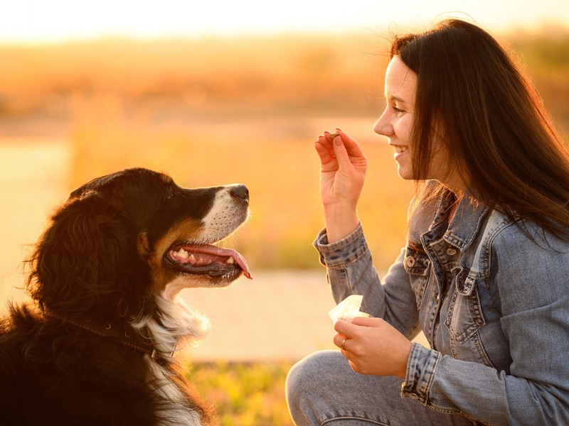 Csak egy igazán boldog kutyán látod ezeket a jeleket!