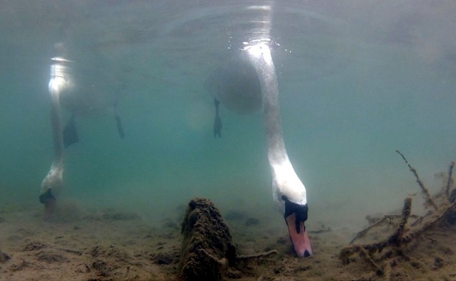 Be vagy zárva? Bámulatos magyar természetfilmekkel juthatsz most ingyen közel a természethez