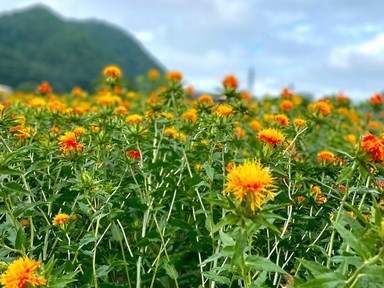 Egészen Japánig utaztam egy növény miatt, ami visszafordítja az öregedés jeleit