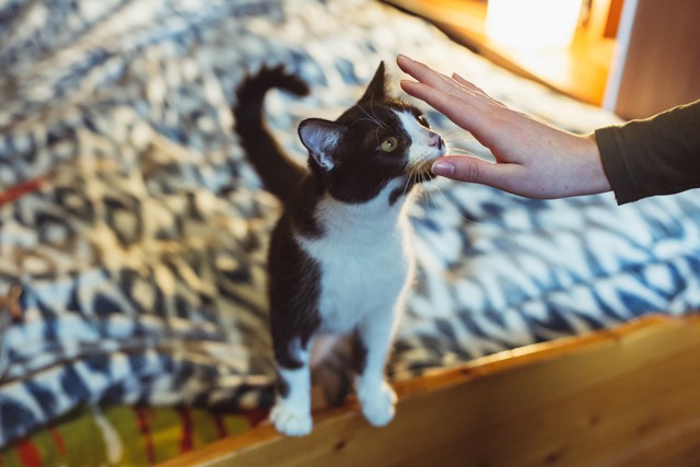 Menj koncertre és ments meg egy örökbefogadásra váró kiskutyát