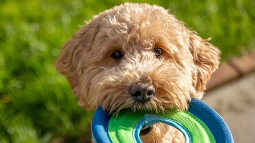 A négylábúak iránti szeretet mindent felülír - Így született a Petwisecare