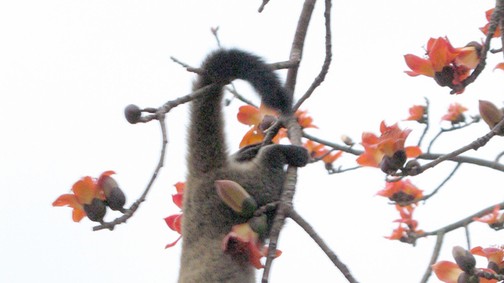 Egy macska kakilja ki a világ legdrágább kávéját