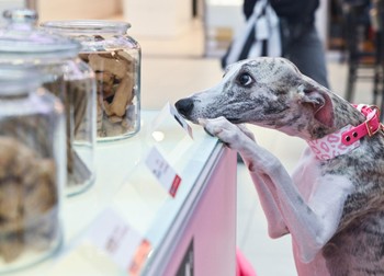 Imádod az állatokat? Ott a helyed a GLAMOUR - We love Dogz Mancspartyn!