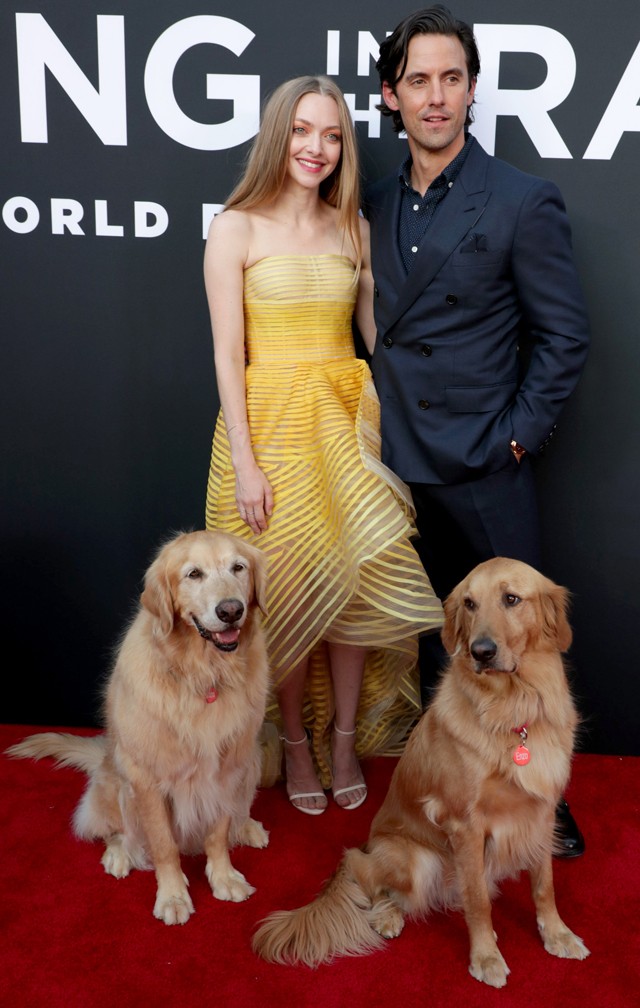 Nincs ennél édesebb: Amanda Seyfried kutyusokkal pózol a vörös szőnyegen