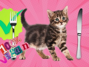 Kiscica filé 5 fontért - fotók a legelgondolkodtatóbb piacról, amit valaha láttunk