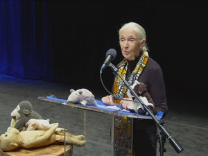 Elképesztően izgalmasnak ígérkezik a Jane Goodallról szóló dokumentumfilm