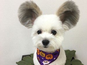 Ez a kutyus olyan, mint Mickey egér! Megőrülnek érte az emberek!