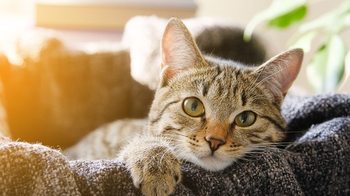 A 3+1 legnagyobb tévhit a macskákkal kapcsolatban