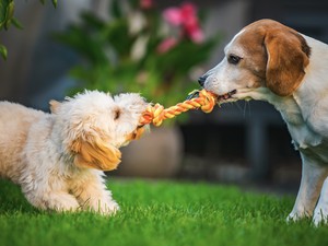 5 játék, amit egy állatorvos soha nem adna a kutyájának, és neked sem kellene 