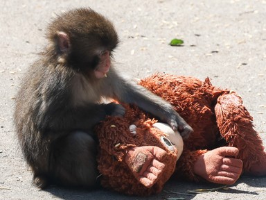 Egyszerű oka van annak, miért sajnáltuk meg egy emberként Punchot, a makákóbébit