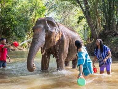 Erre az egy dologra nagyon figyelj oda, ha elefántot szeretnél simogatni Thaiföldön