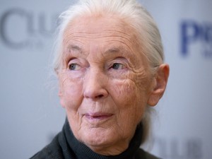 91 éves korában elhunyt Jane Goodall világhírű etológus