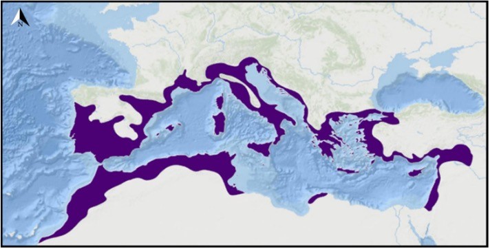 Az olajfaligetek elterjedése a mediterrán térségben (Forrás: Fraga et al., 2020)