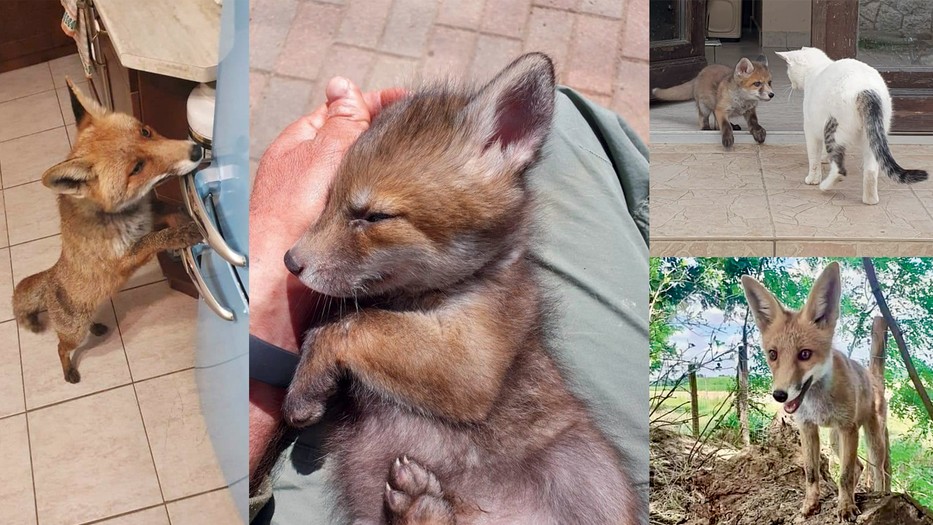 A Rókales célja, hogy minél többen megismerjék, milyenek a rókák a saját közegükben