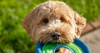 A négylábúak iránti szeretet mindent felülír - Így született a Petwisecare