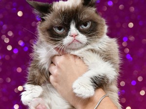 Íme az internet legmogorvább macskái! Nem Grumpy Cat a legmorcibb!