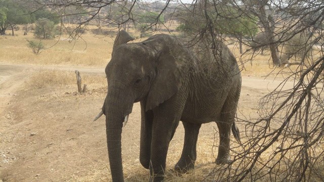 Brooklyn Beckham elefánt
