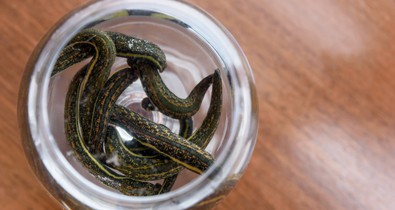 Ismerd meg a piócaterápiát!