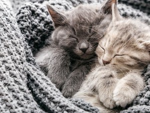 9 dolog, amit meg kell tenned, mielőtt örökbefogadsz egy cicát