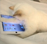 Lagerfeld állítja: tudja használni az iPadet is - Fotó: abcnews