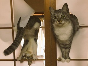 Mutatjuk a legabszurdabb, legviccesebb dolgokat, amiket a macskák csinálnak!