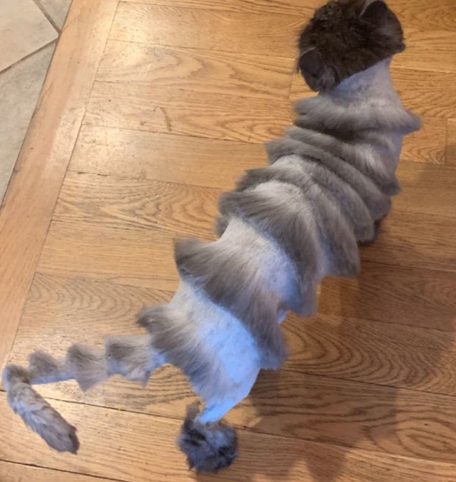 Soha nem láttál még így megnyírva egy macskát sem