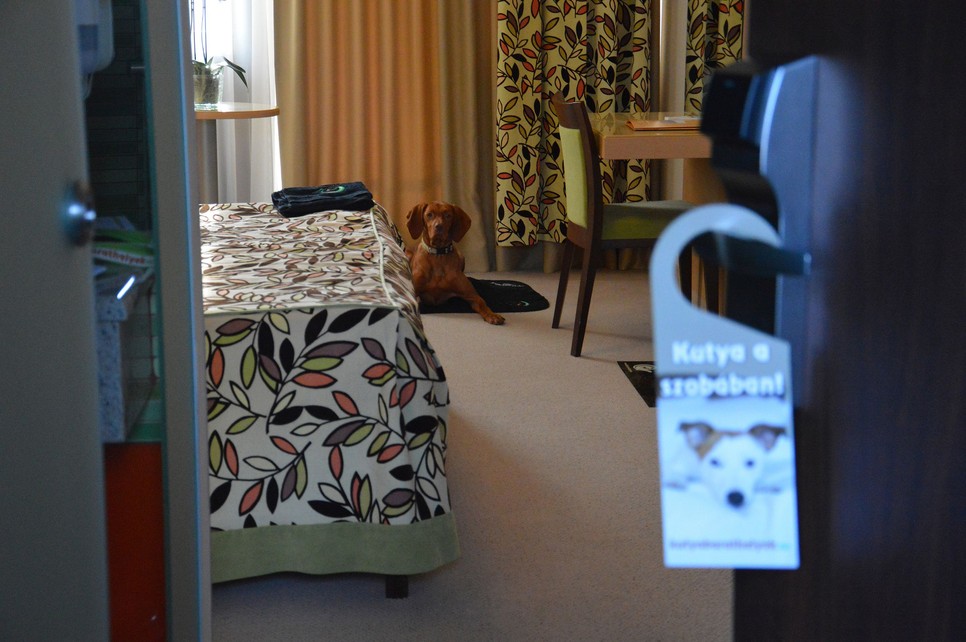 Egyre többen keresnek kutyabarát helyeket, amikor pihenni, kikapcsolódni mennek