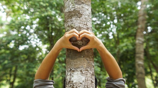 Csatlakozz te is a hazai erdők pusztítása elleni civil összefogáshoz!